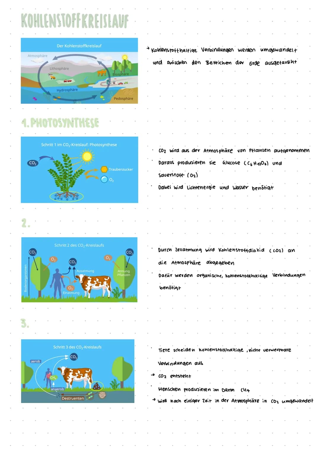KOHLENSTOFFKREISLAUF
Atmosphäre
Bodenorganismer
CO₂
CO₂
Der Kohlenstoffkreislauf
aerob
Lithosphäre
1.PHOTOSYNTHESE
11
Hydrosphäre
Schritt 2 