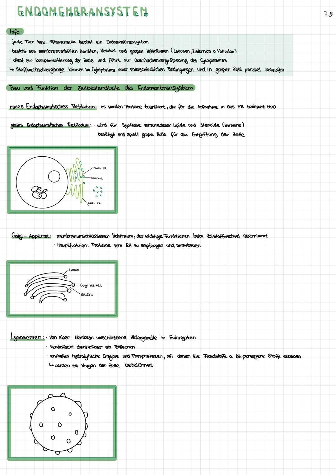 ENDOMEMBRANSYSTEM
Info:
jede Tier bzw. Pflanzenzelle besitzt ein Endomembransystem
• besteht aus membranumhüllten kanälen, Vesikel und große