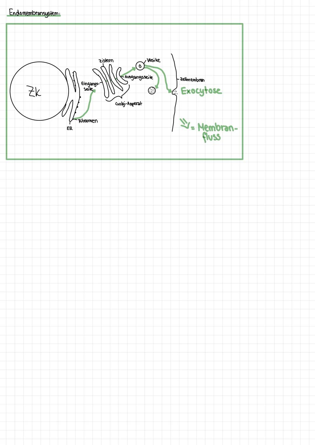ENDOMEMBRANSYSTEM
Info:
jede Tier bzw. Pflanzenzelle besitzt ein Endomembransystem
• besteht aus membranumhüllten kanälen, Vesikel und große