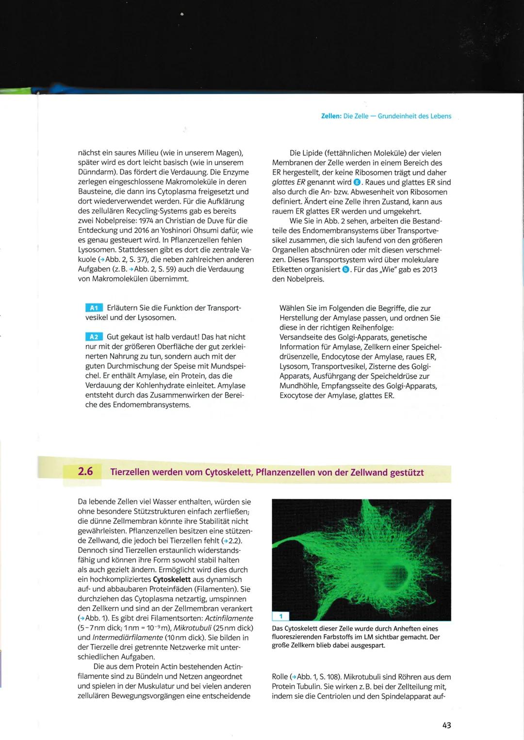 ENDOMEMBRANSYSTEM
Info:
jede Tier bzw. Pflanzenzelle besitzt ein Endomembransystem
• besteht aus membranumhüllten kanälen, Vesikel und große