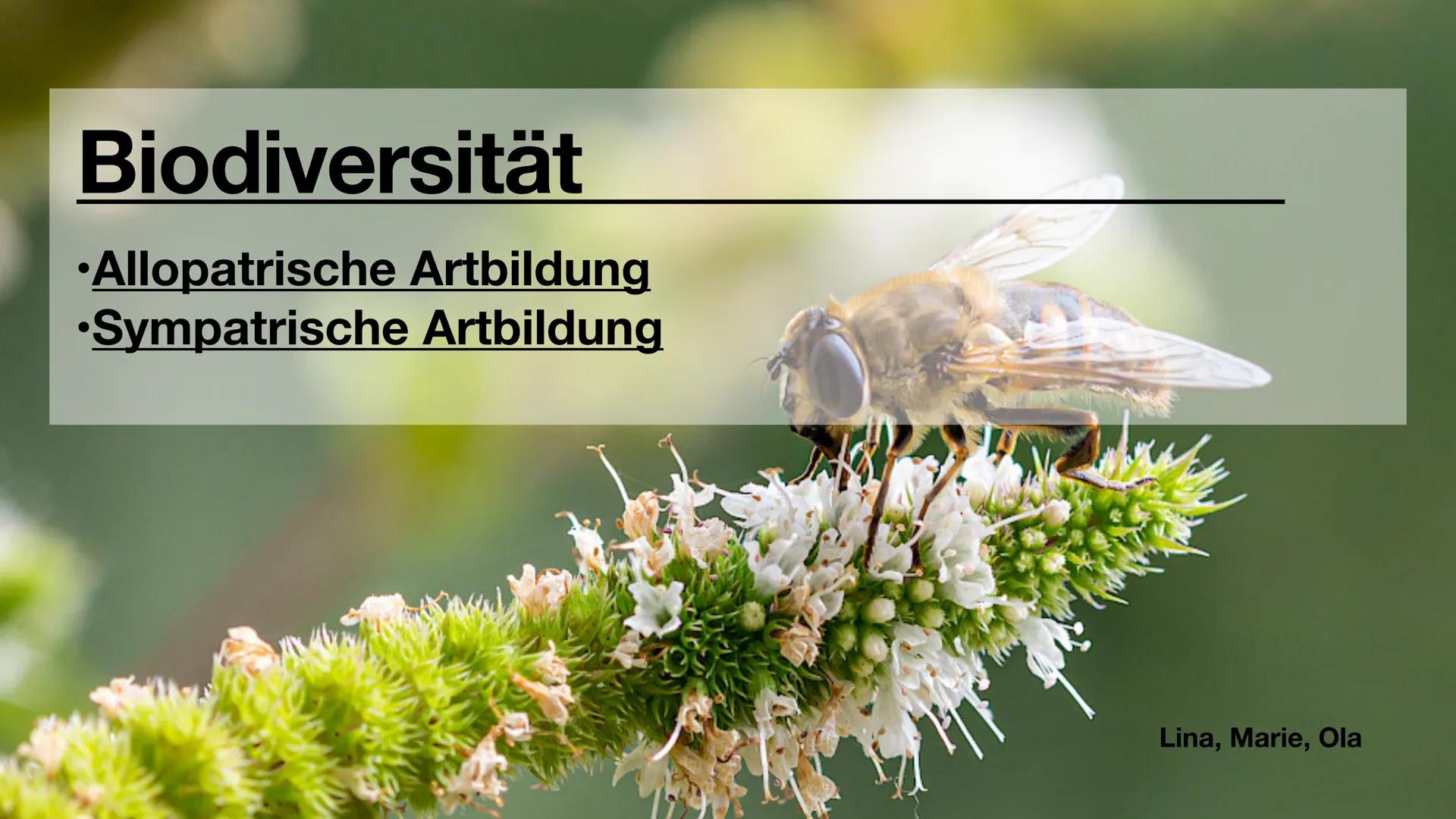 Biodiversität
•Allopatrische Artbildung
•Sympatrische Artbildung
Lina, Marie, Ola Biodiversität
Artenvielfalt Biodiversität
Artenvielfalt
• 