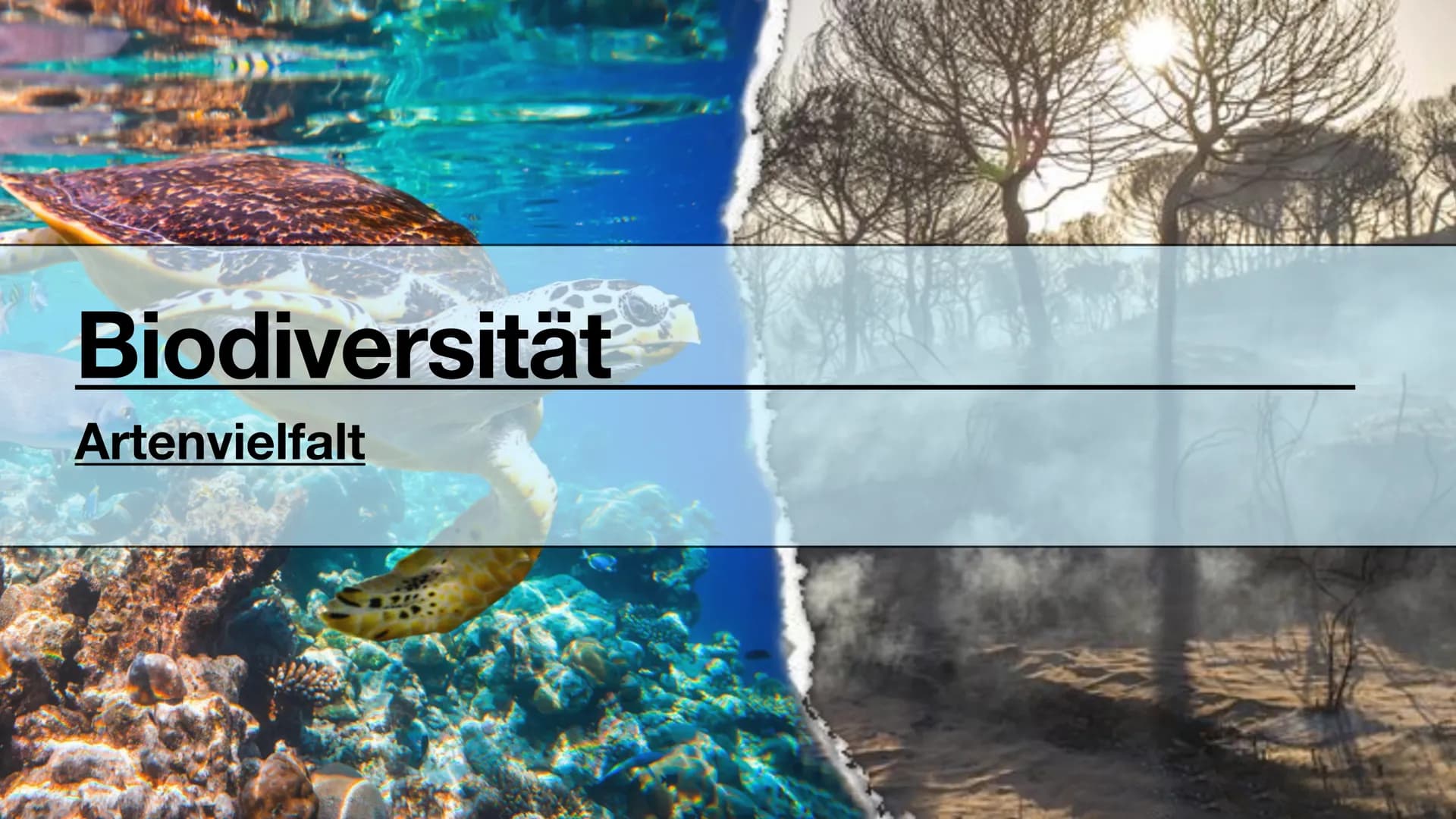 Biodiversität
•Allopatrische Artbildung
•Sympatrische Artbildung
Lina, Marie, Ola Biodiversität
Artenvielfalt Biodiversität
Artenvielfalt
• 