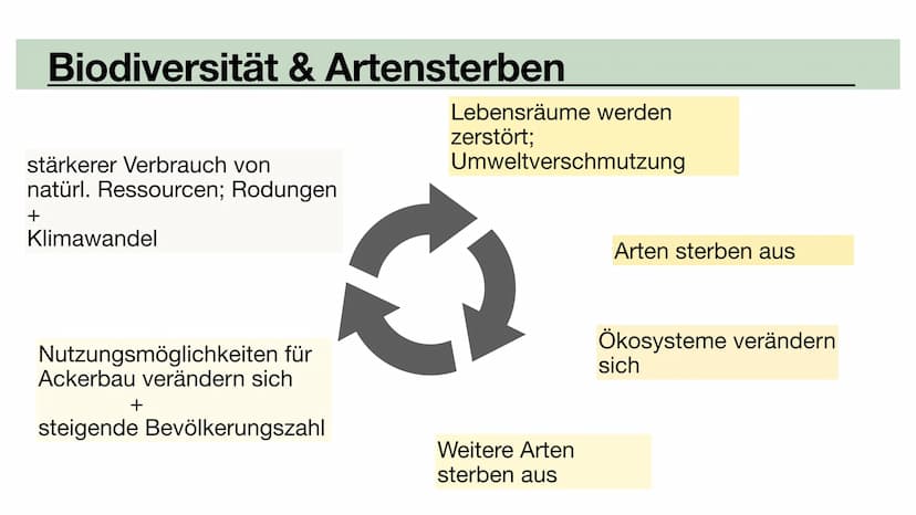 Biodiversität
•Allopatrische Artbildung
•Sympatrische Artbildung
Lina, Marie, Ola Biodiversität
Artenvielfalt Biodiversität
Artenvielfalt
• 