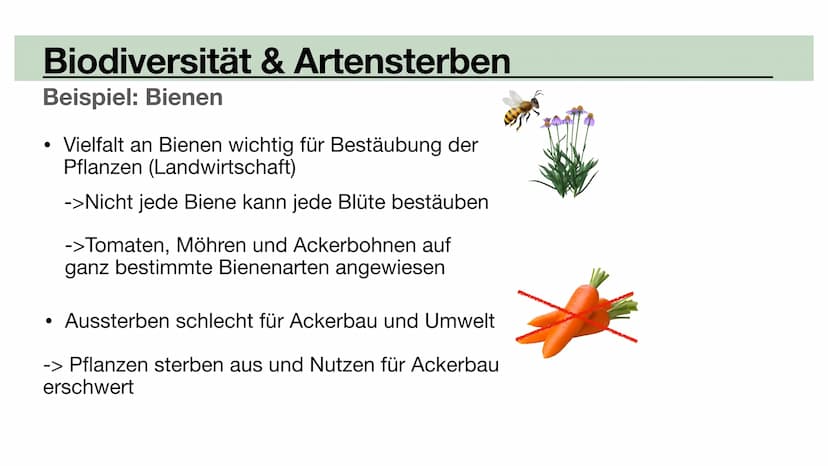 Biodiversität
•Allopatrische Artbildung
•Sympatrische Artbildung
Lina, Marie, Ola Biodiversität
Artenvielfalt Biodiversität
Artenvielfalt
• 
