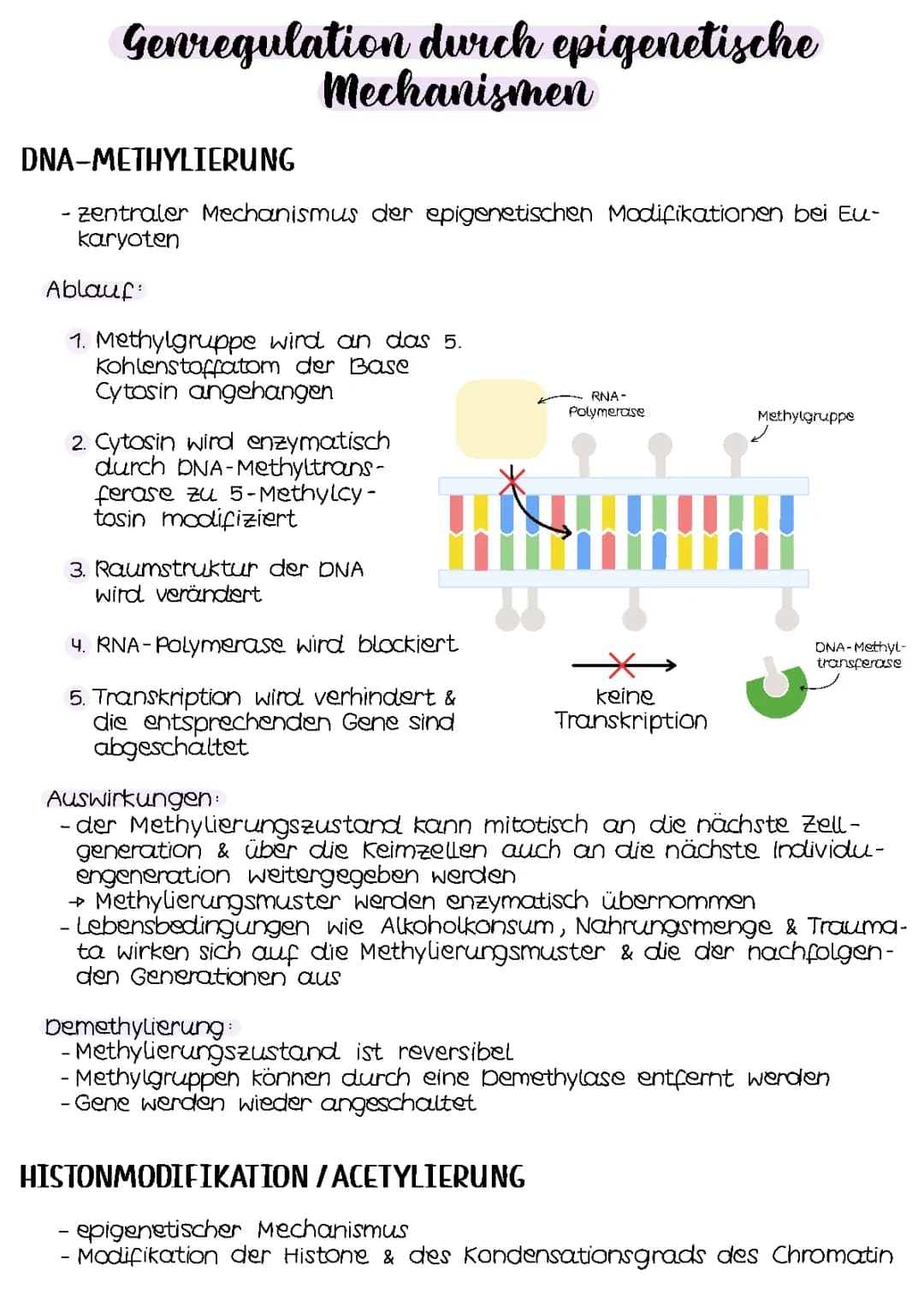 Genregulation bei Eukaryoten und Prokaryoten: Einfach erklärt | Genetik Arbeitsblatt