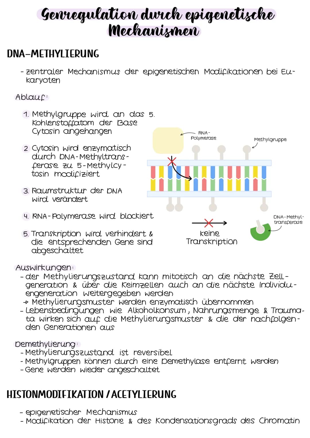 Genregulation durch epigenetische
Mechanismen
DNA-METHYLIERUNG
zentraler Mechanismus der epigenetischen Modifikationen bei Eu-
karyoten
Abla