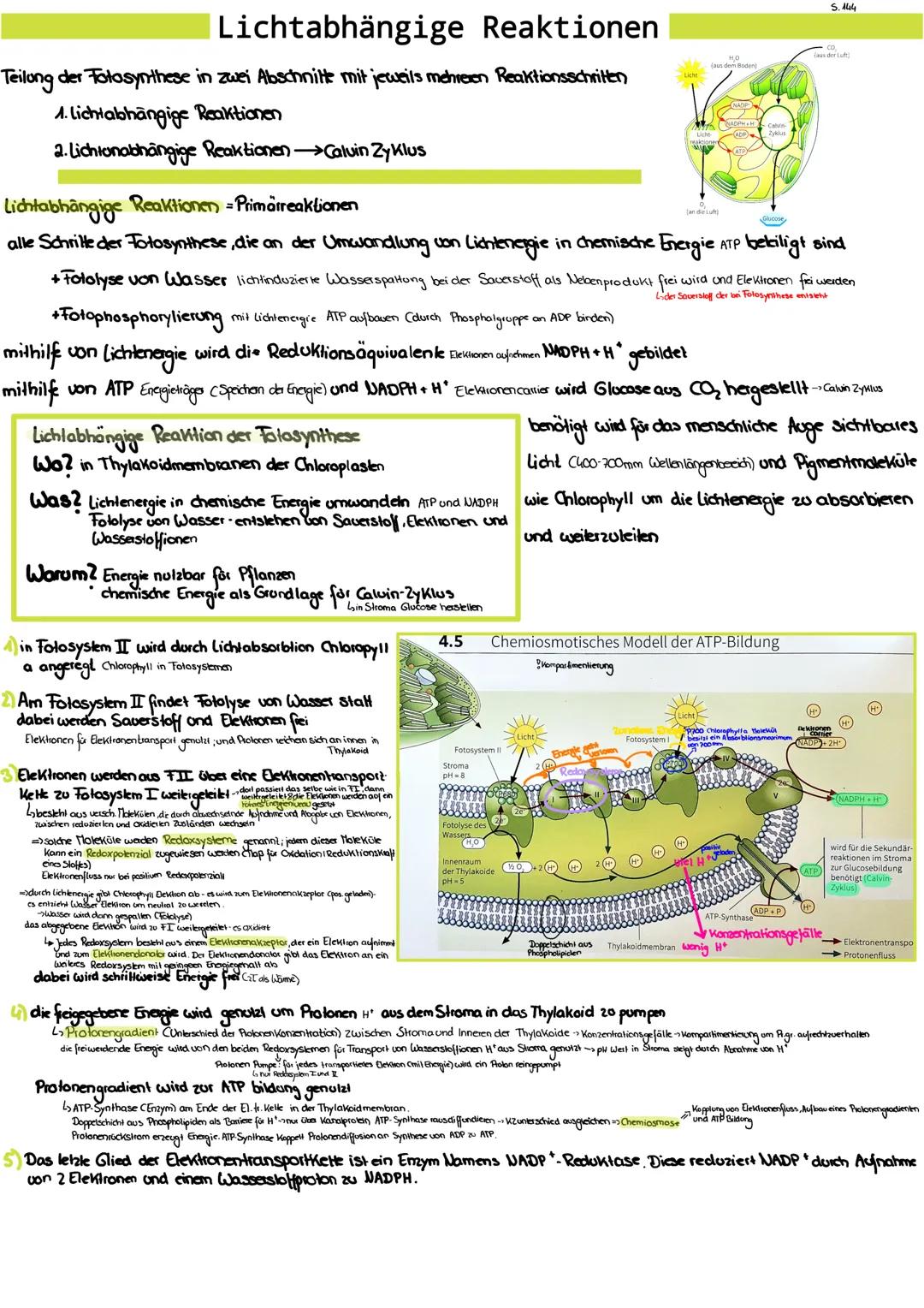 # Lichtabhängige Reaktionen

Teilung der Fotosynthese in zwei Abschnitte mit jeweils mehreren Reaktionsschritten

1. Lichtabhängige Reaktion