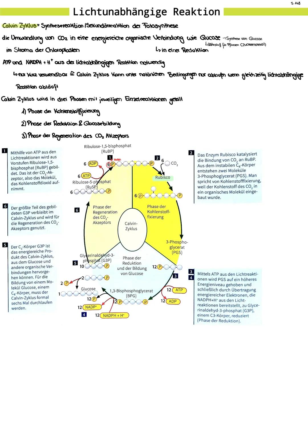 # Lichtabhängige Reaktionen

Teilung der Fotosynthese in zwei Abschnitte mit jeweils mehreren Reaktionsschritten

1. Lichtabhängige Reaktion