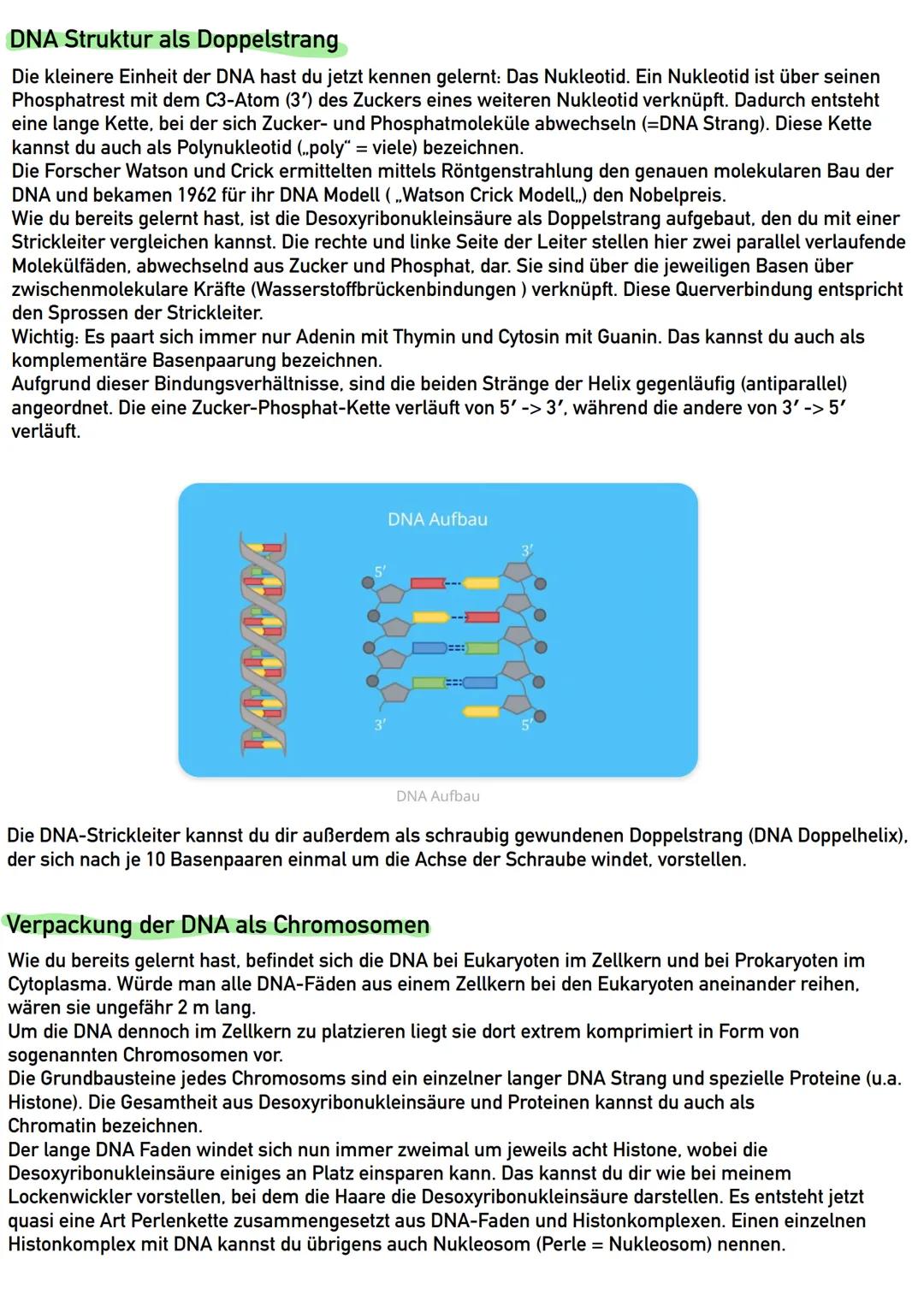 DNA
Was ist DNA (Desoxyribonukleinsäure)?
Du kannst den Träger unserer Erbinformationen entweder als DNS (deutsch für
,,DesoxyriboNuclein Sä