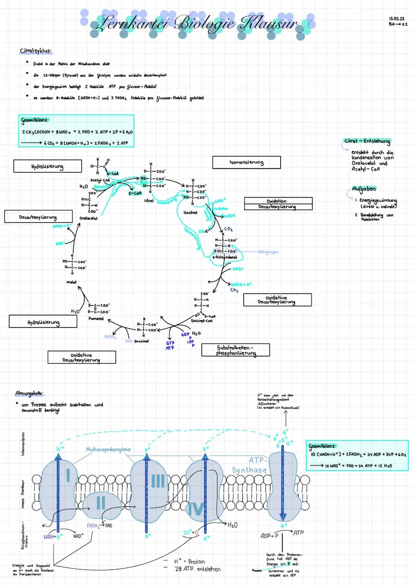 Lernkartei Zellatmung Klausur
1. Energiegewinnung durch Zellatmung
O aerob & anaerob
O Nahrungsverarbeitung
2. Zellatmung
• Definition
• Tei