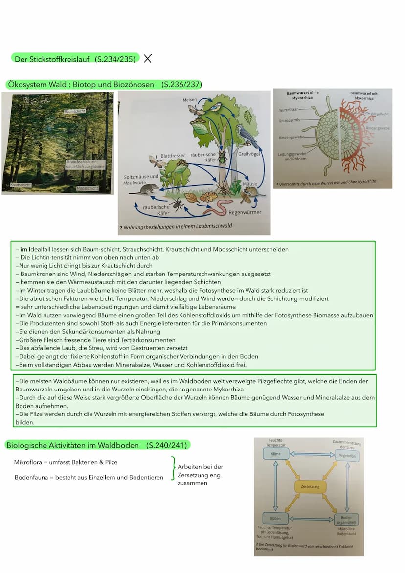 BIOLOGIE ÖKOLOGIE
Abiotische und biotische Faktoren wirken auf Lebewesen (S.186/187)
Biotische Umweltfaktoren:
- Faktoren aus der belebten U