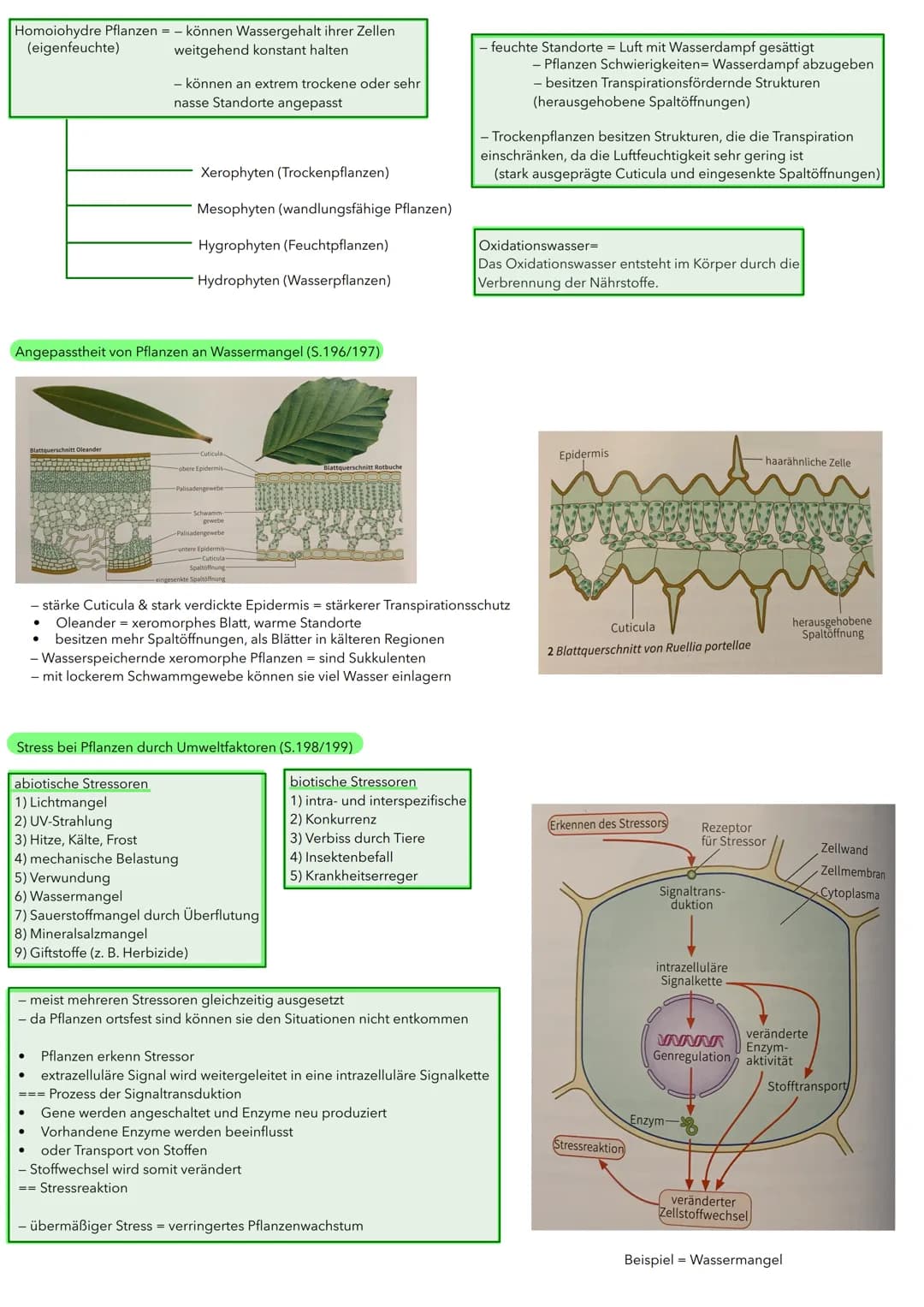 BIOLOGIE ÖKOLOGIE
Abiotische und biotische Faktoren wirken auf Lebewesen (S.186/187)
Biotische Umweltfaktoren:
- Faktoren aus der belebten U