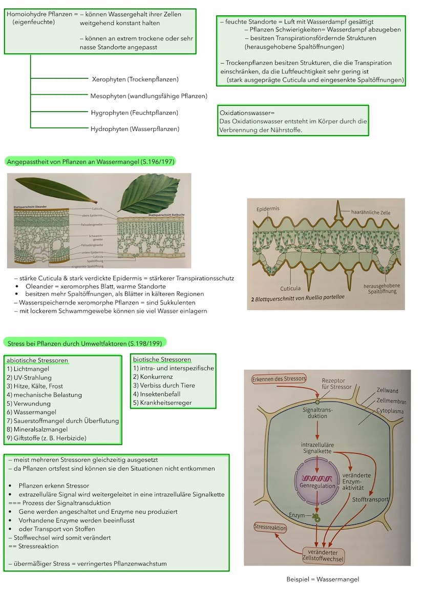 BIOLOGIE ÖKOLOGIE
Abiotische und biotische Faktoren wirken auf Lebewesen (S.186/187)
Biotische Umweltfaktoren:
- Faktoren aus der belebten U