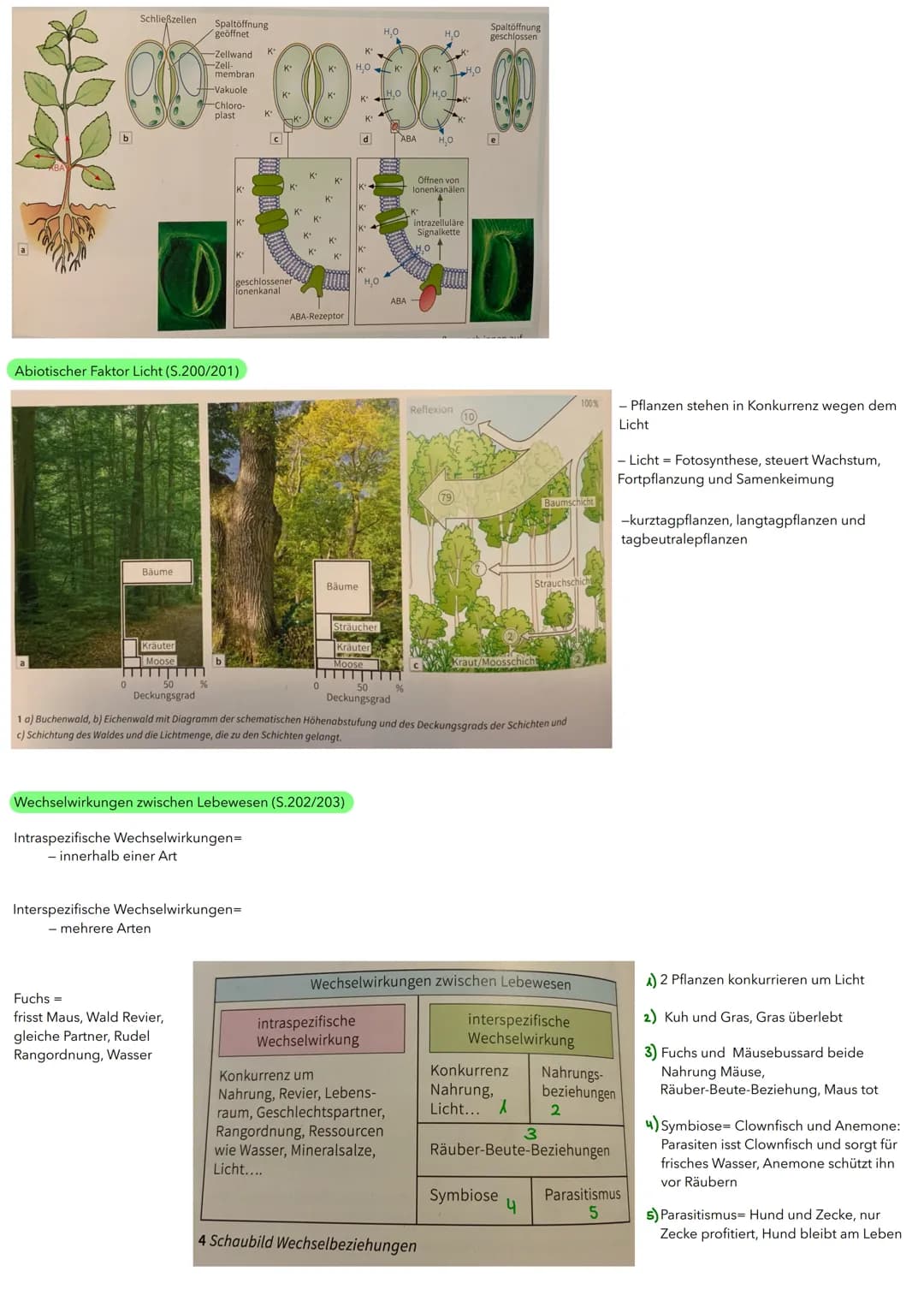 BIOLOGIE ÖKOLOGIE
Abiotische und biotische Faktoren wirken auf Lebewesen (S.186/187)
Biotische Umweltfaktoren:
- Faktoren aus der belebten U