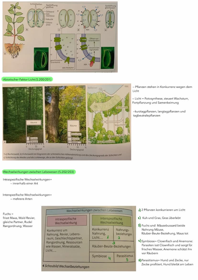 BIOLOGIE ÖKOLOGIE
Abiotische und biotische Faktoren wirken auf Lebewesen (S.186/187)
Biotische Umweltfaktoren:
- Faktoren aus der belebten U