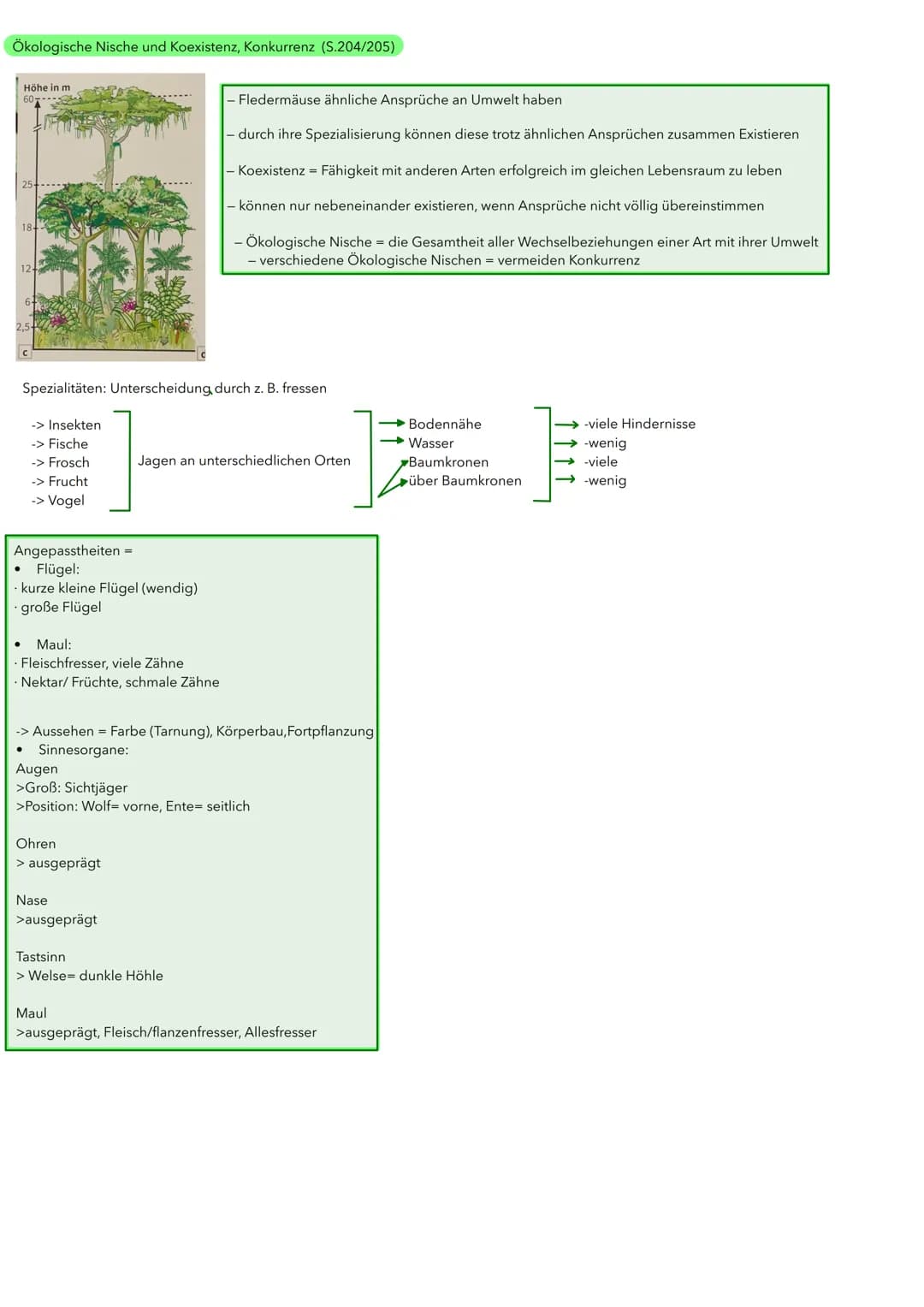BIOLOGIE ÖKOLOGIE
Abiotische und biotische Faktoren wirken auf Lebewesen (S.186/187)
Biotische Umweltfaktoren:
- Faktoren aus der belebten U