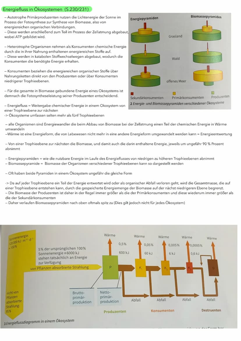BIOLOGIE ÖKOLOGIE
Abiotische und biotische Faktoren wirken auf Lebewesen (S.186/187)
Biotische Umweltfaktoren:
- Faktoren aus der belebten U