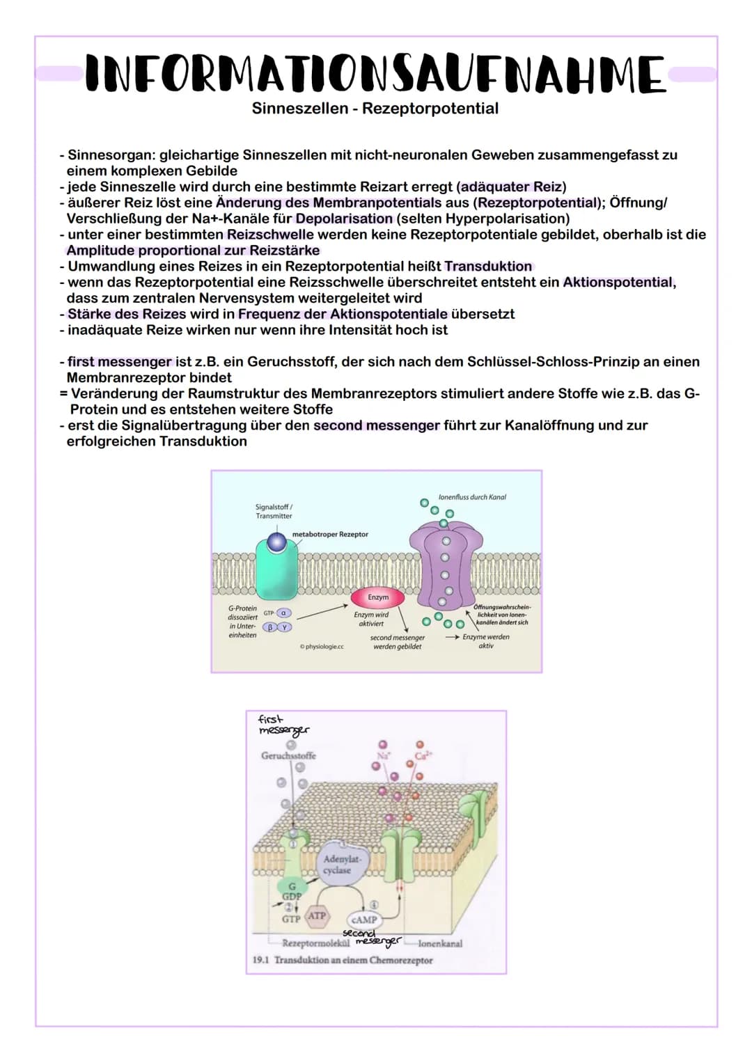 INFORMATIONSAUFNAHME
Sinneszellen - Rezeptorpotential
- Sinnesorgan: gleichartige Sinneszellen mit nicht-neuronalen Geweben zusammengefasst 