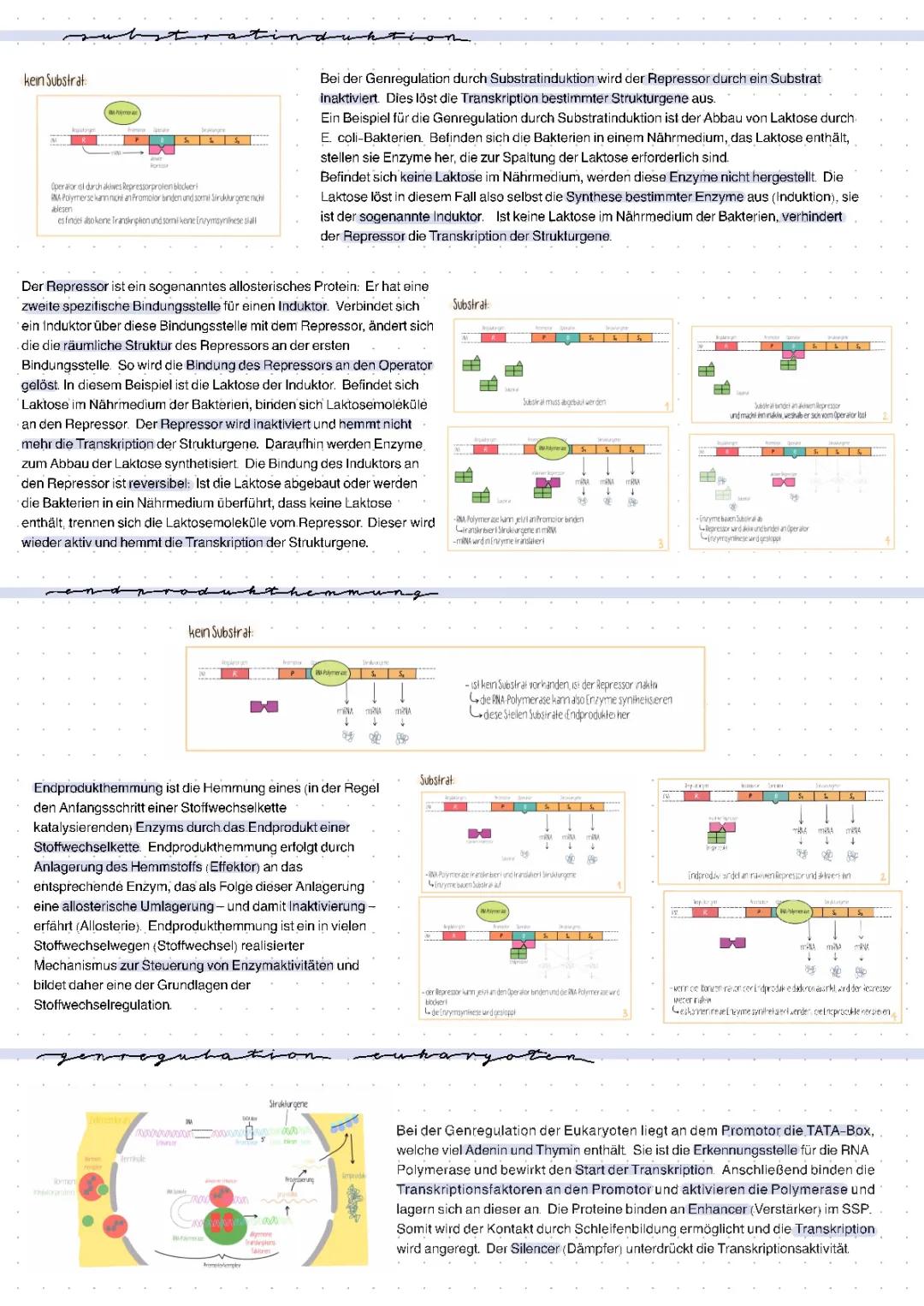 Genregulation leicht gemacht: Eukaryoten und Prokaryoten verstehen!