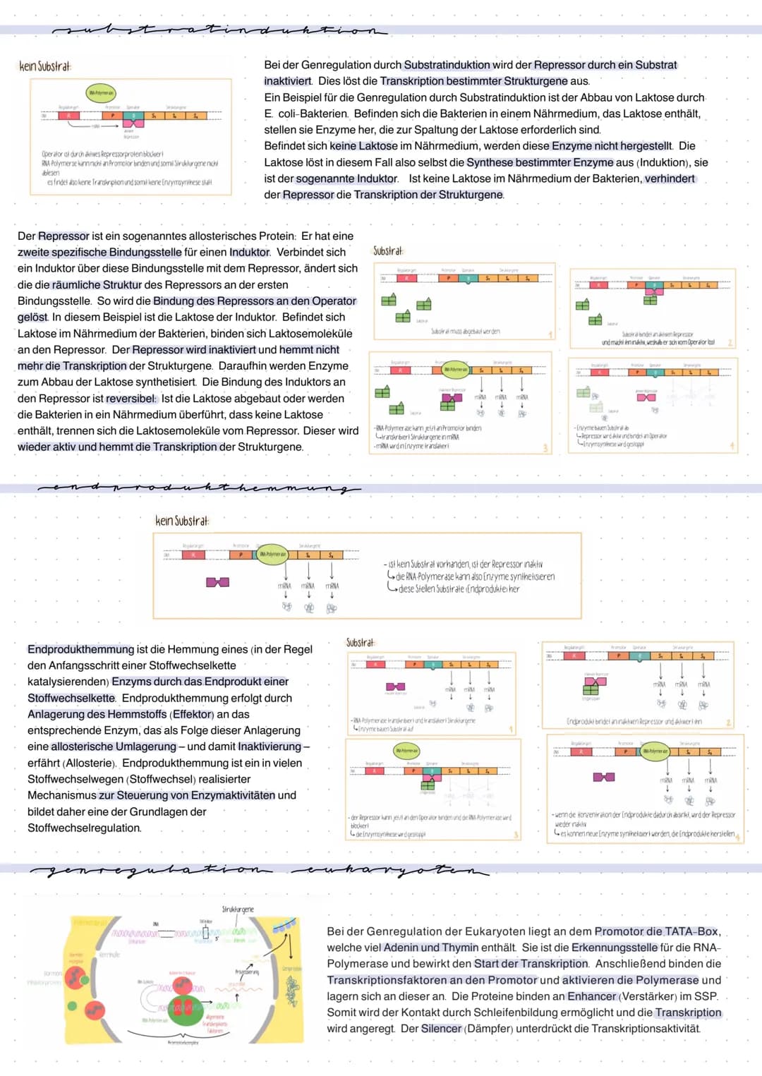 kein Substrat
R
amer
POS & S
Operator ist durch aktives Repressorprotein blocker
RNA Polymer se kann nicht an Promolor binden und somi Struk