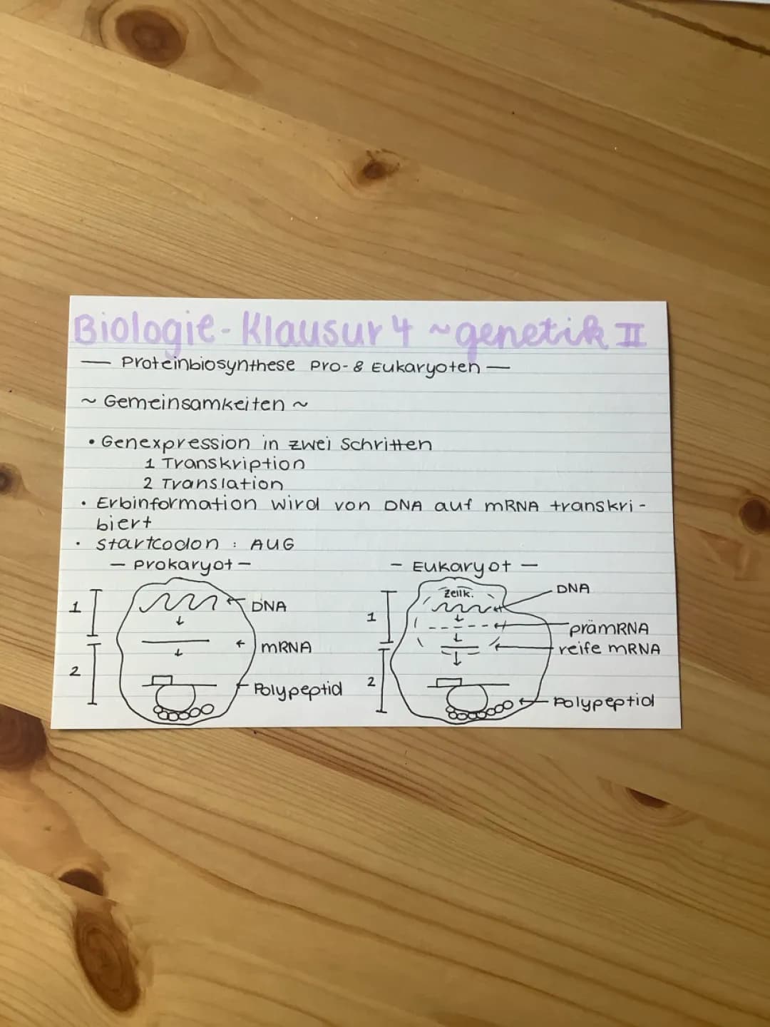 Proteinbiosynthese bei Eukaryoten und Prokaryoten 