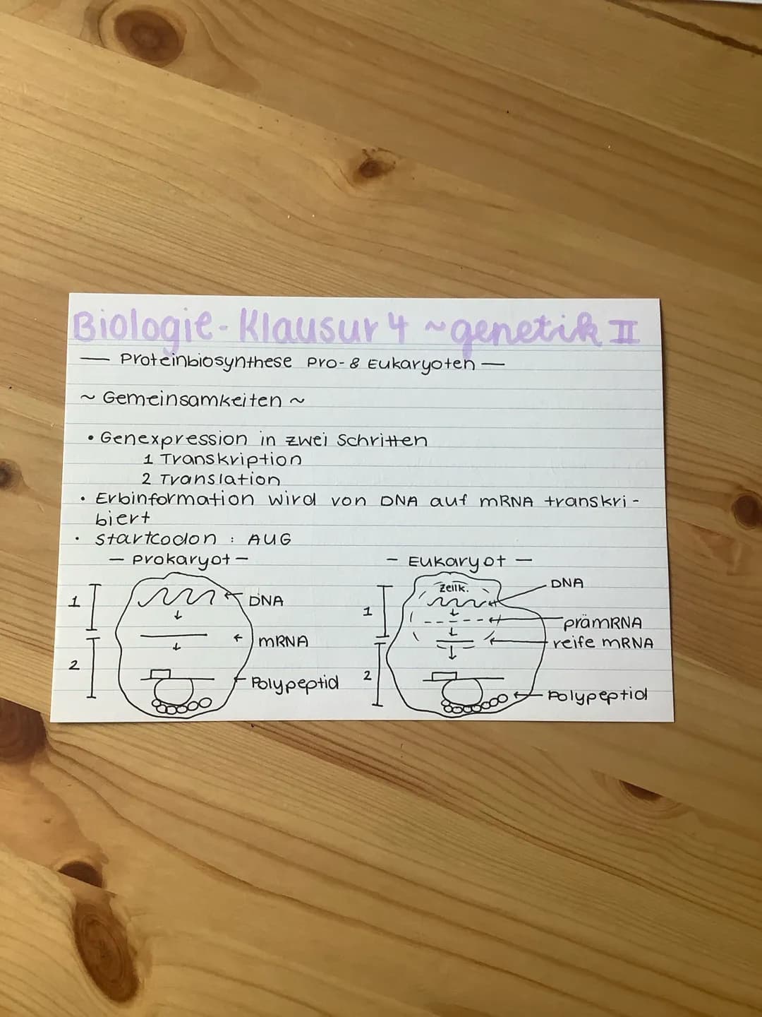 Biologie-Klausur 4 ~ genetik II
Proteinbiosynthese pro- & Eukaryoten -
Gemeinsamkeiten ~
• Genexpression in zwei Schritten
1 Transkription
2