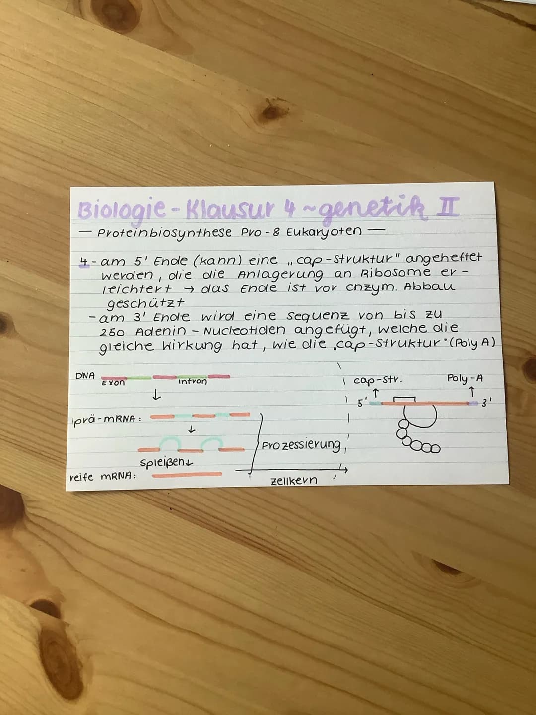 Biologie-Klausur 4 ~ genetik II
Proteinbiosynthese pro- & Eukaryoten -
Gemeinsamkeiten ~
• Genexpression in zwei Schritten
1 Transkription
2