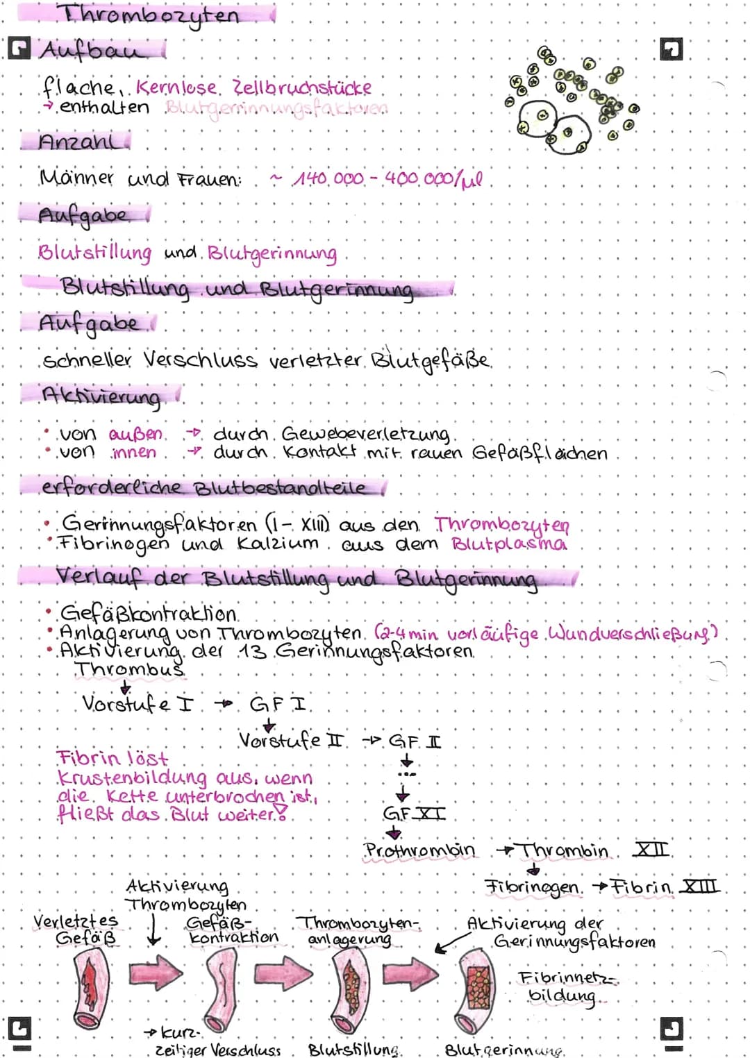 Blut
Zusammensetzung des Blutes.
45% Blutzellen
feste Bestandteile
Erythrozyten
~ 5.mio ljub
Transport
Granulozyten
Lymphozyten
Monozyten
Ab