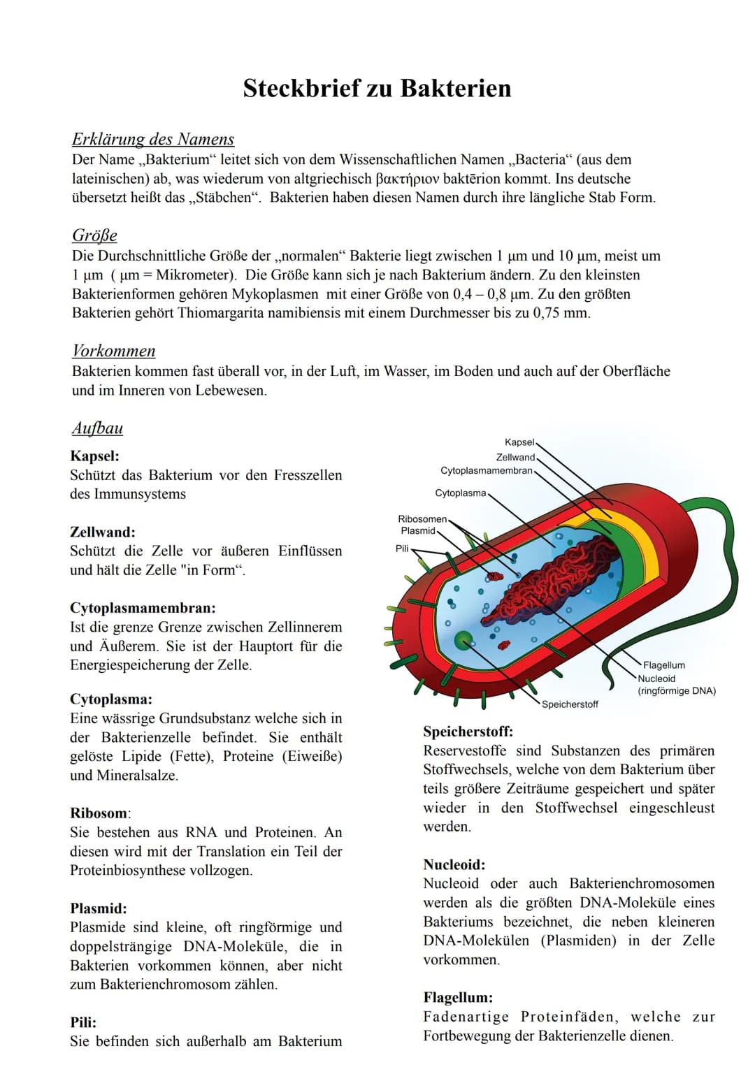 Steckbrief zu Bakterien
Erklärung des Namens
Der Name ,,Bakterium" leitet sich von dem Wissenschaftlichen Namen ,,Bacteria" (aus dem
lateini