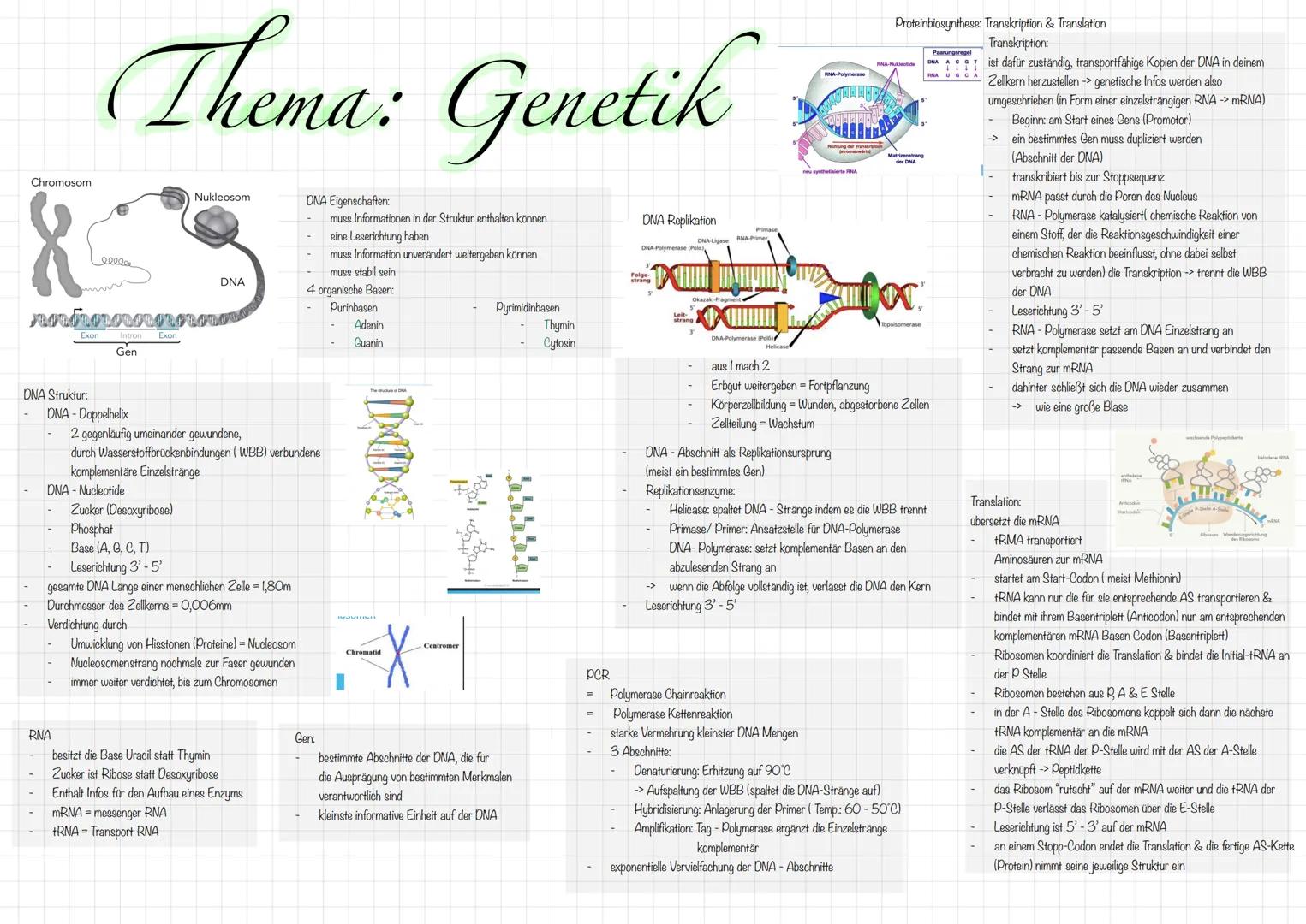 Test-
vorbereitungen Chromosom
DNA Struktur:
ellee
sasadusasususno
Exon
DNA-Doppelhelix
Thema: Genetik
Gen
RNA
DNA - Nucleotide
Exon
Nukleos