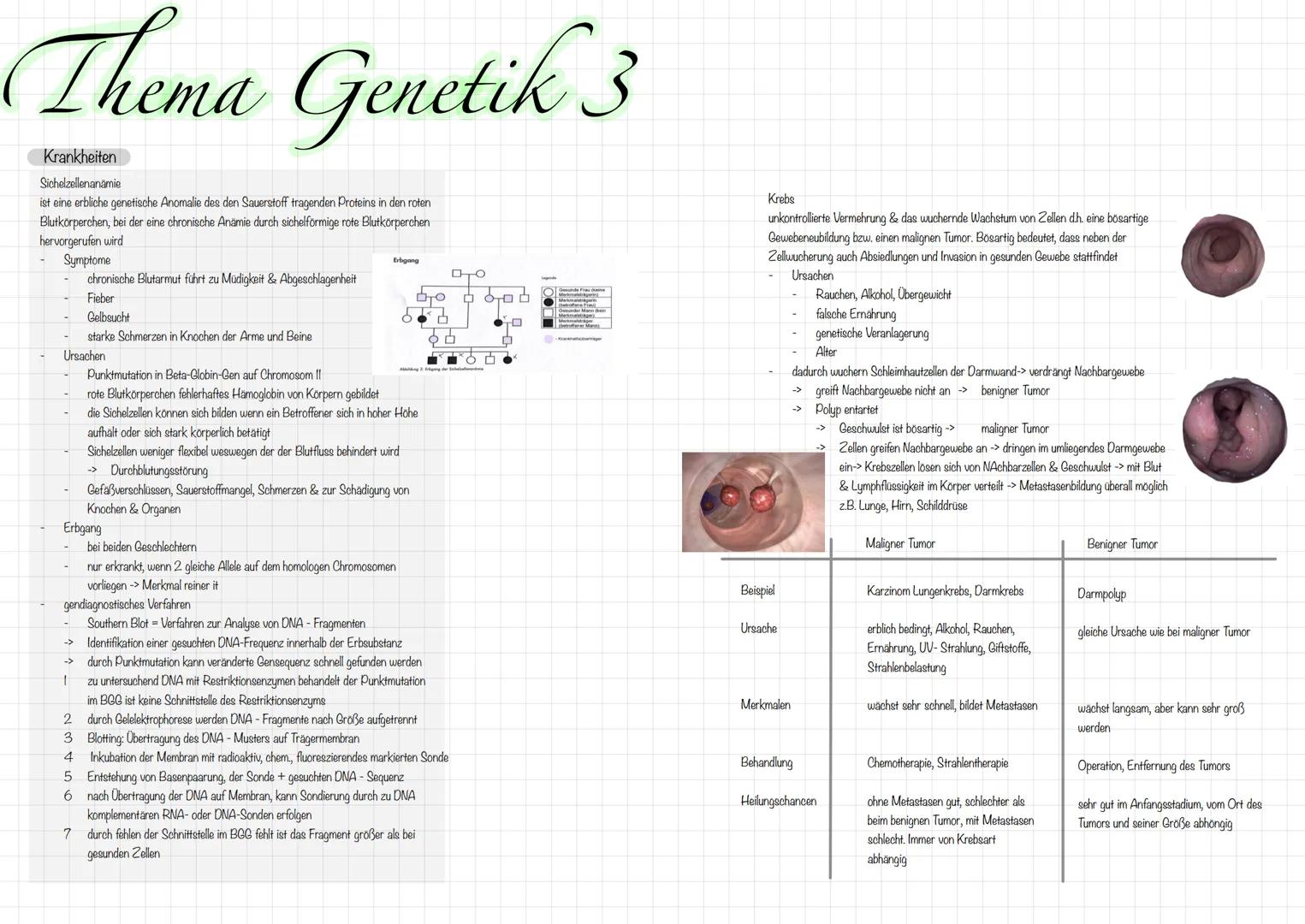 Test-
vorbereitungen Chromosom
DNA Struktur:
ellee
sasadusasususno
Exon
DNA-Doppelhelix
Thema: Genetik
Gen
RNA
DNA - Nucleotide
Exon
Nukleos