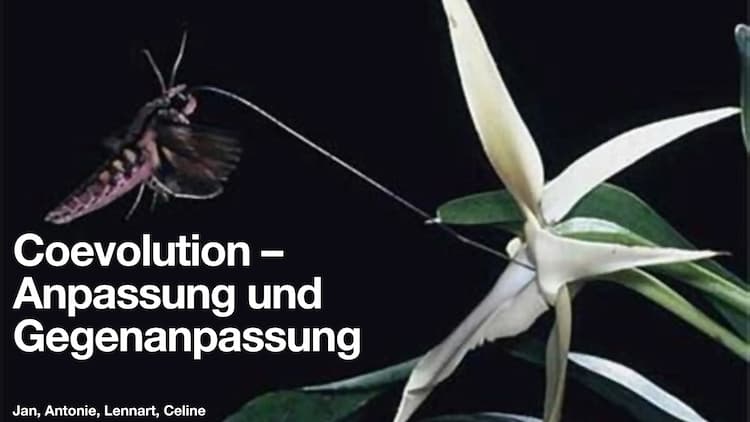 Know Coevolution- Anpassung und Gegenanpassung  thumbnail