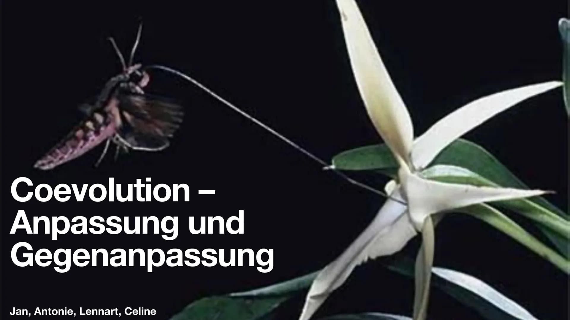 Coevolution
Anpassung und
Gegenanpassung
Jan, Antonie, Lennart, Celine Coevolution
Definition
Ergebnis fortwährender gegenseitiger Anpassung