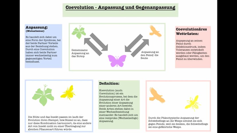 Coevolution
Anpassung und
Gegenanpassung
Jan, Antonie, Lennart, Celine Coevolution
Definition
Ergebnis fortwährender gegenseitiger Anpassung
