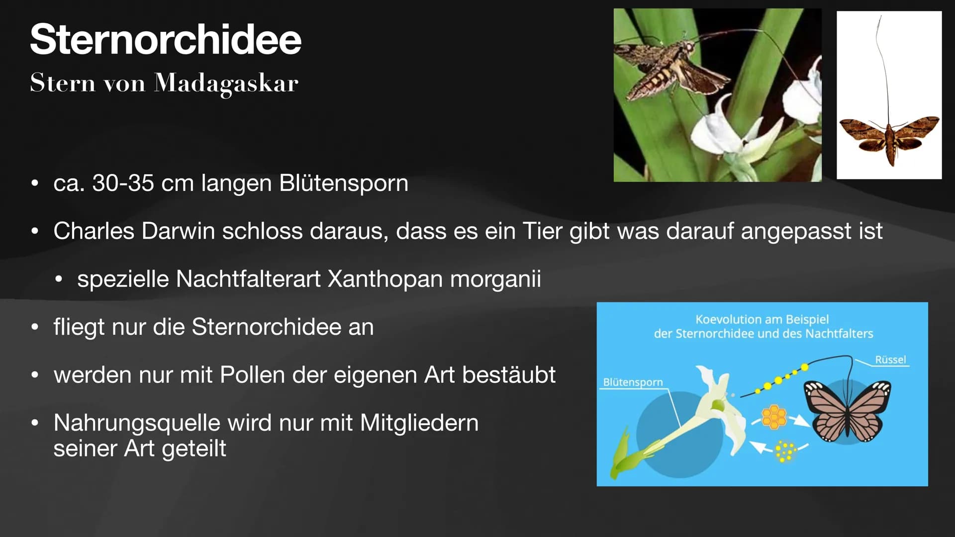 Coevolution
Anpassung und
Gegenanpassung
Jan, Antonie, Lennart, Celine Coevolution
Definition
Ergebnis fortwährender gegenseitiger Anpassung