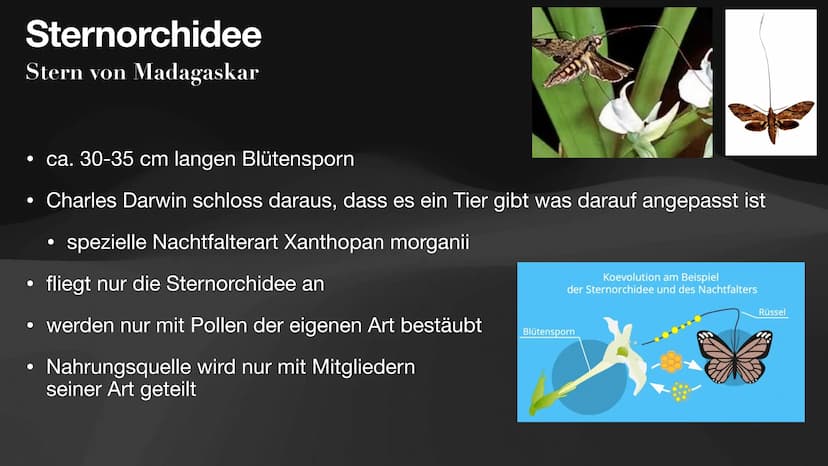 Coevolution
Anpassung und
Gegenanpassung
Jan, Antonie, Lennart, Celine Coevolution
Definition
Ergebnis fortwährender gegenseitiger Anpassung