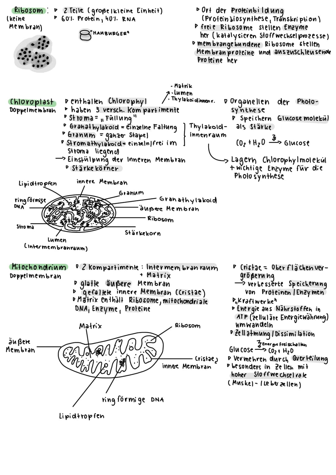 BIOLOGIE KLAUSUR 1
Was ist Biologie ?
Lehre des Lebens (Gesetzmäßigkeiten / Besonderheiten)
Was sind Lebewesen?
→kennzeichen des Lebendigen 