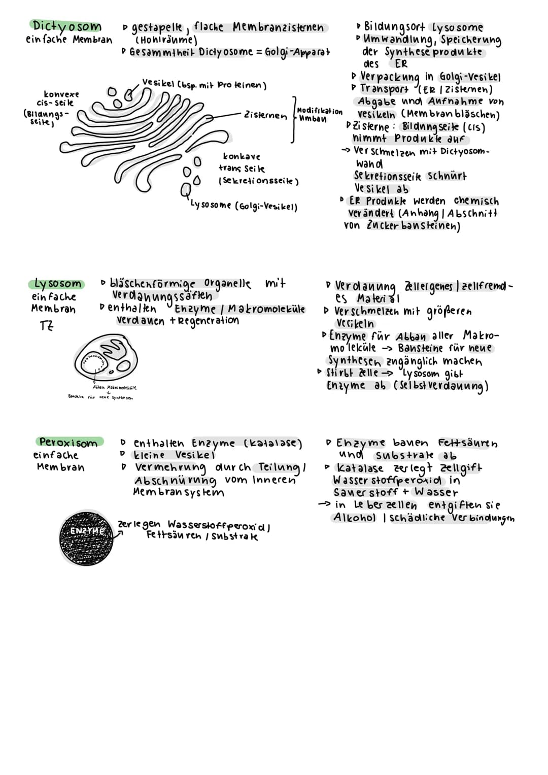 BIOLOGIE KLAUSUR 1
Was ist Biologie ?
Lehre des Lebens (Gesetzmäßigkeiten / Besonderheiten)
Was sind Lebewesen?
→kennzeichen des Lebendigen 