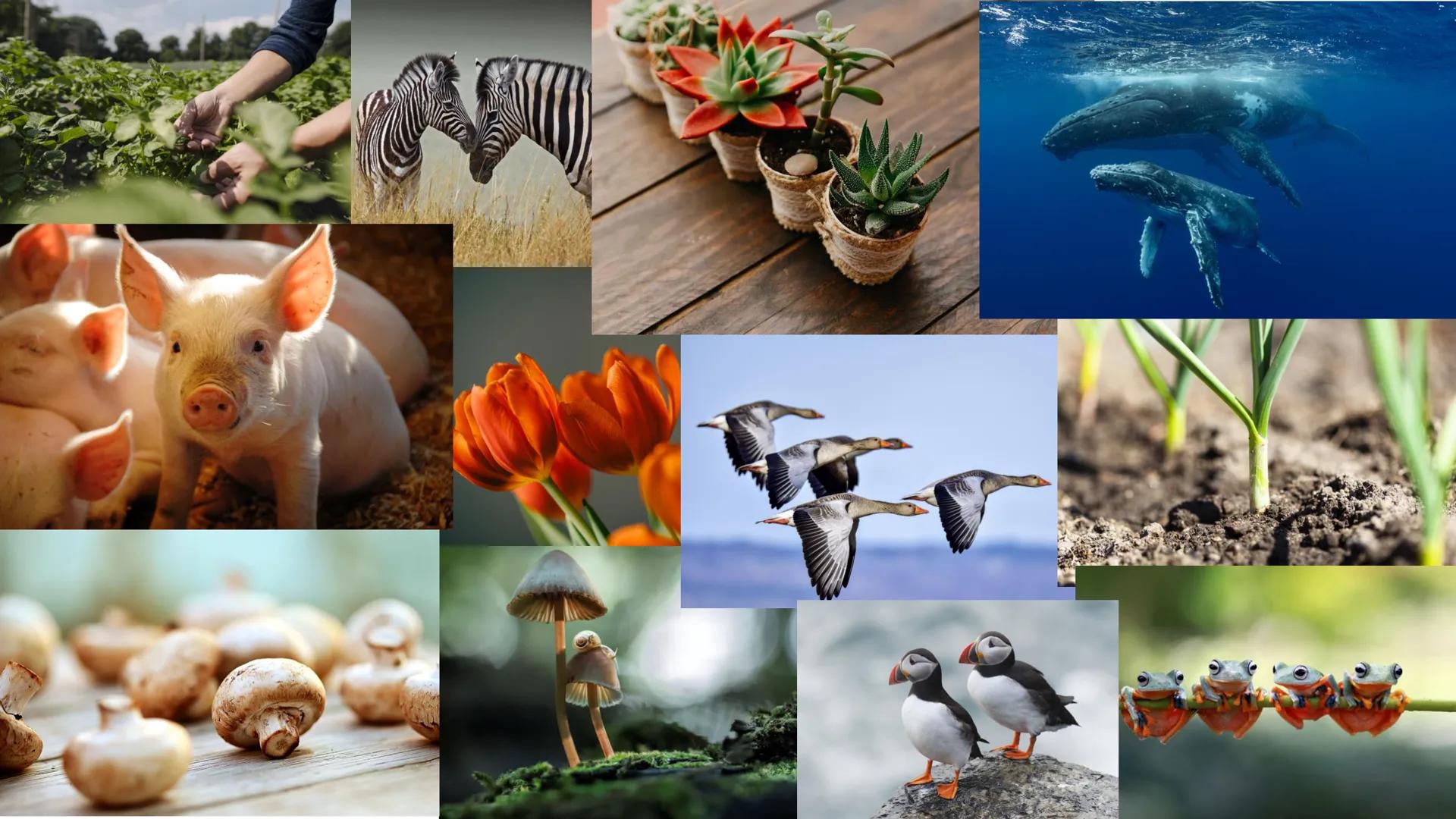   Tiere
Eukaryoter
Pflanzen
Pilze Zur Wiederhohlung:
Eukaryoten
Prokaryoten
• Vielzeller/ Mehrzeller
• Zelle (Eucyte) hat einen Zellkern, we