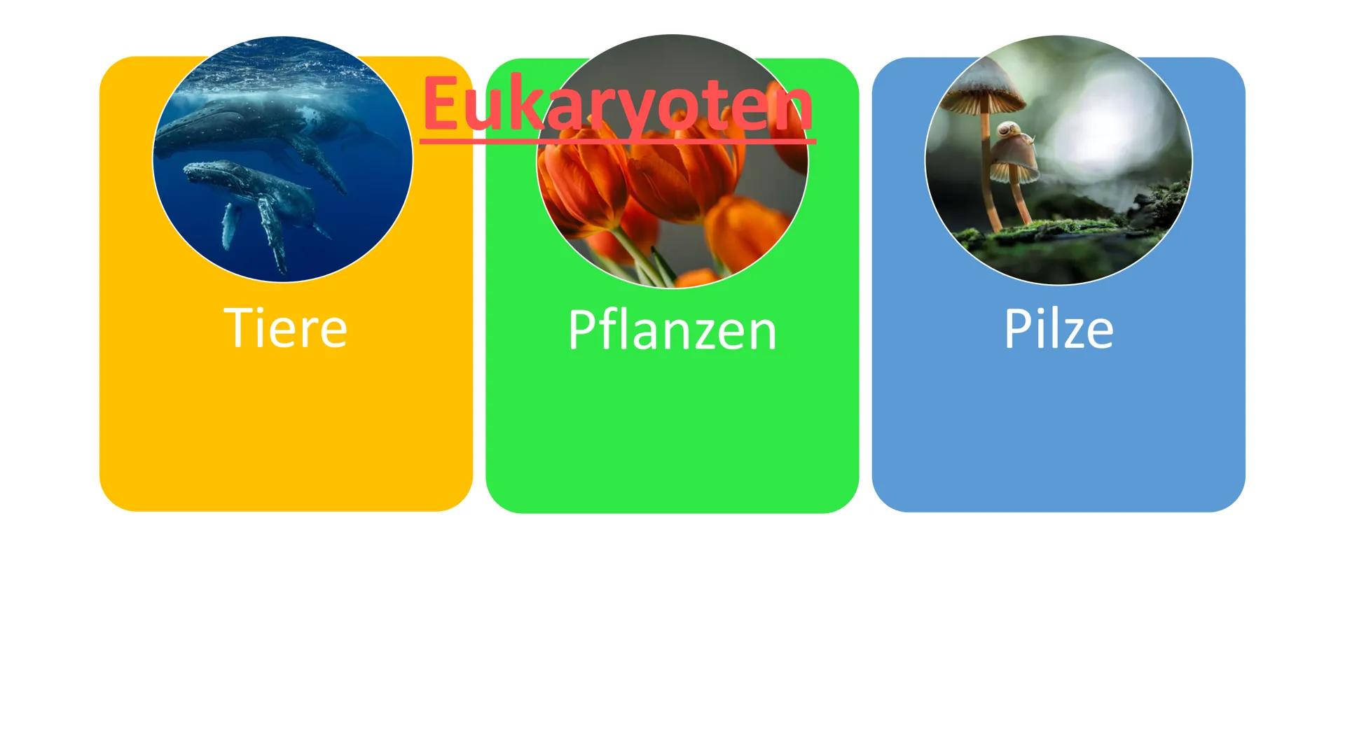   Tiere
Eukaryoter
Pflanzen
Pilze Zur Wiederhohlung:
Eukaryoten
Prokaryoten
• Vielzeller/ Mehrzeller
• Zelle (Eucyte) hat einen Zellkern, we