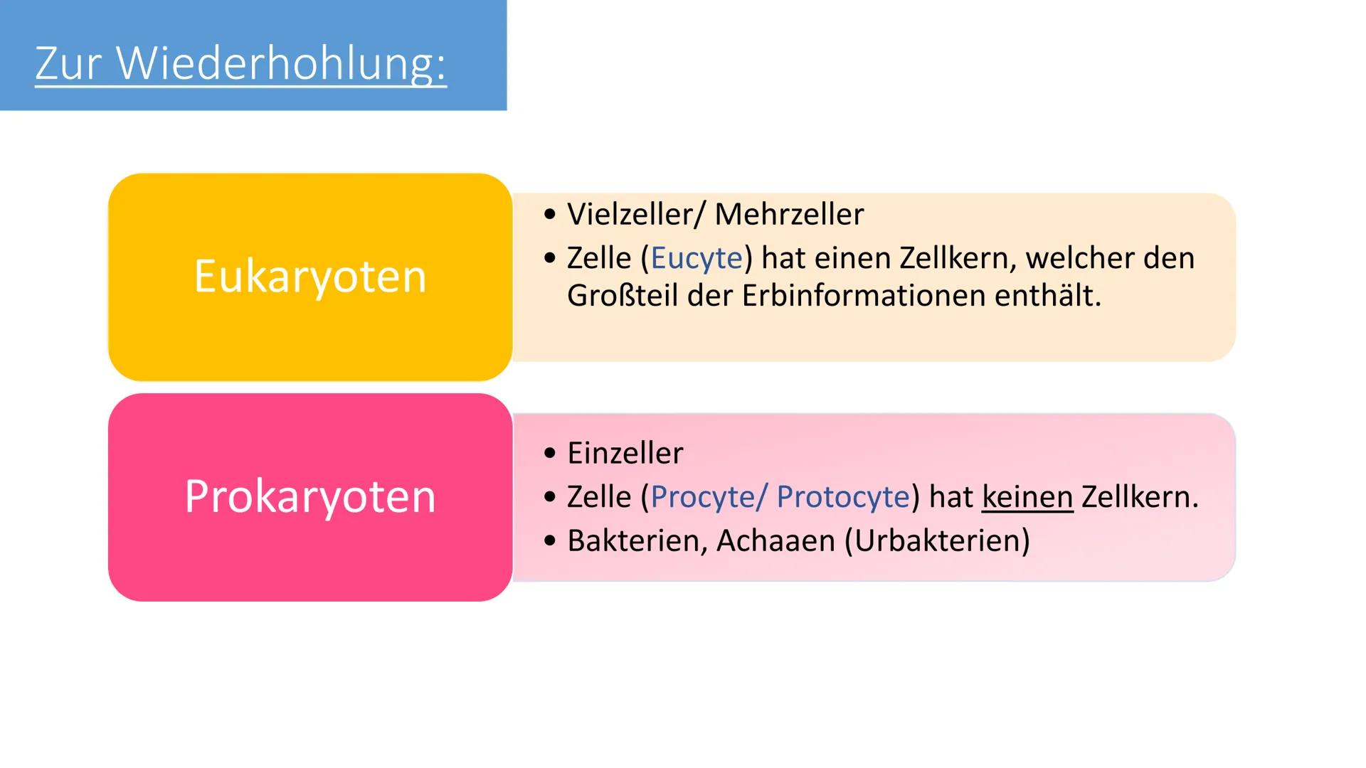   Tiere
Eukaryoter
Pflanzen
Pilze Zur Wiederhohlung:
Eukaryoten
Prokaryoten
• Vielzeller/ Mehrzeller
• Zelle (Eucyte) hat einen Zellkern, we