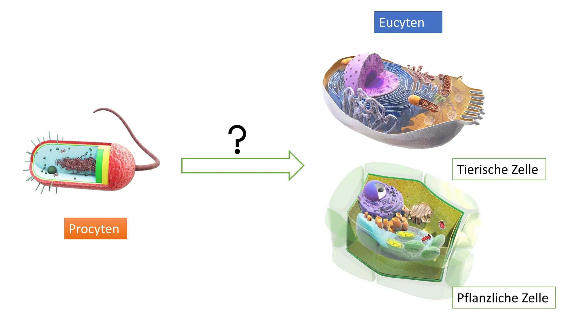   Tiere
Eukaryoter
Pflanzen
Pilze Zur Wiederhohlung:
Eukaryoten
Prokaryoten
• Vielzeller/ Mehrzeller
• Zelle (Eucyte) hat einen Zellkern, we