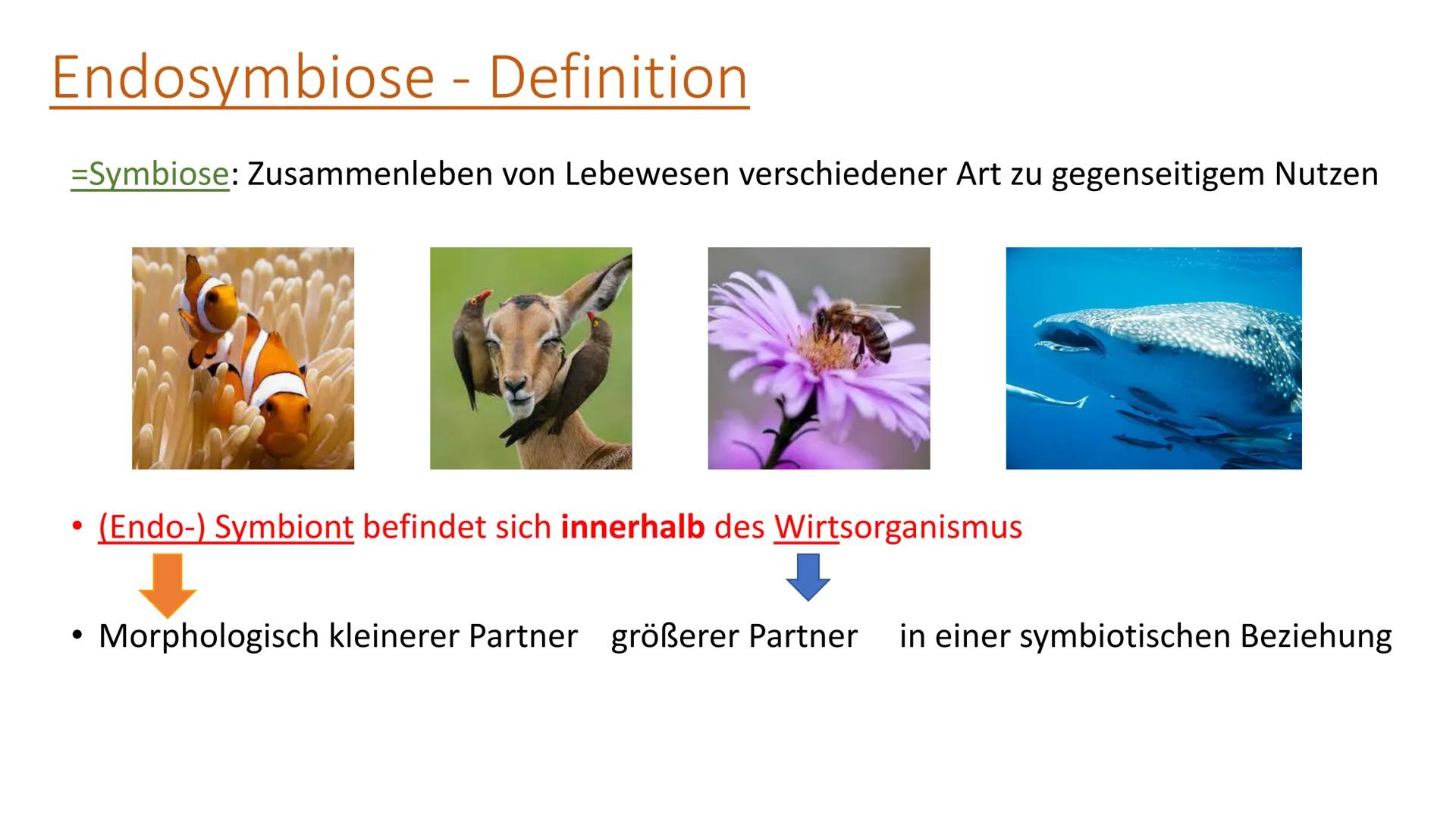   Tiere
Eukaryoter
Pflanzen
Pilze Zur Wiederhohlung:
Eukaryoten
Prokaryoten
• Vielzeller/ Mehrzeller
• Zelle (Eucyte) hat einen Zellkern, we