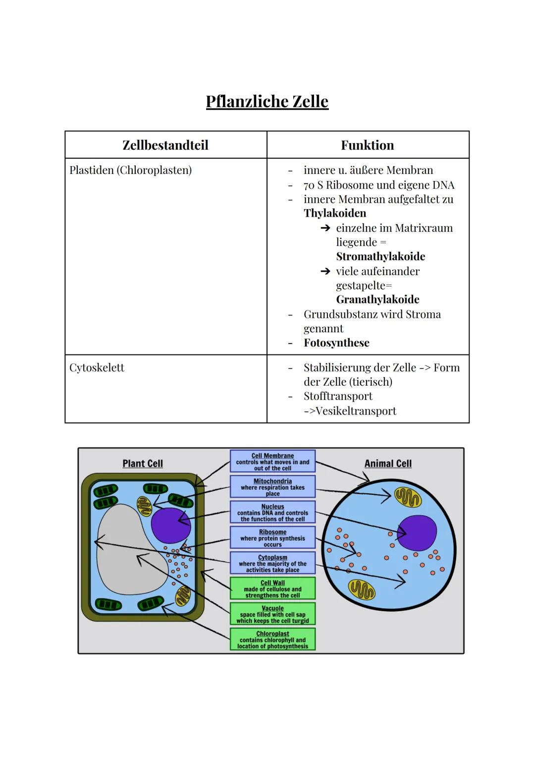 Stativ
Objekthalter
Grob-
trieb
Fein-
trieb
www.lichtmikroskop.net
Das Mikroskop
Okular
Bestandteil
Stativ
Okular
Tubus
Objektiv
Objektivrev