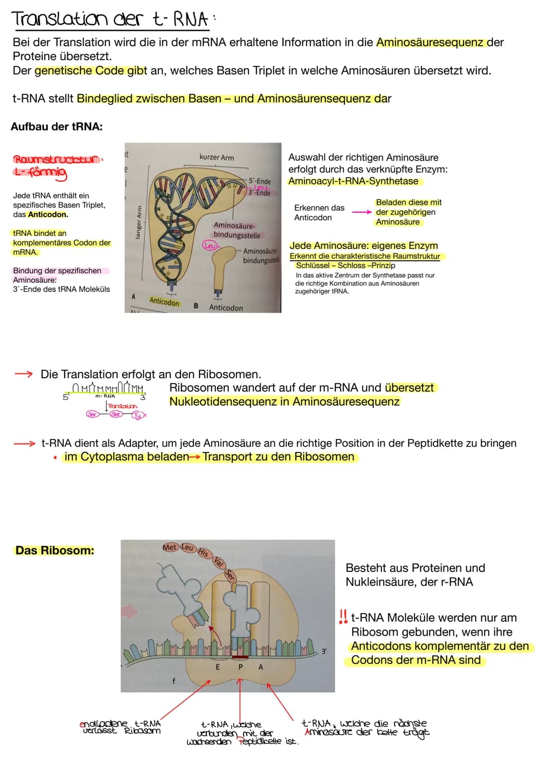 Translation der t-RNA :
Bei der Translation wird die in der mRNA erhaltene Information in die Aminosäuresequenz der
Proteine übersetzt.
Der 