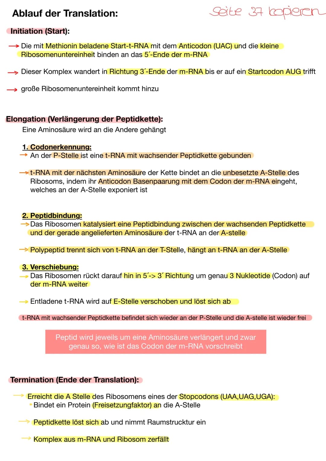 Translation der t-RNA :
Bei der Translation wird die in der mRNA erhaltene Information in die Aminosäuresequenz der
Proteine übersetzt.
Der 