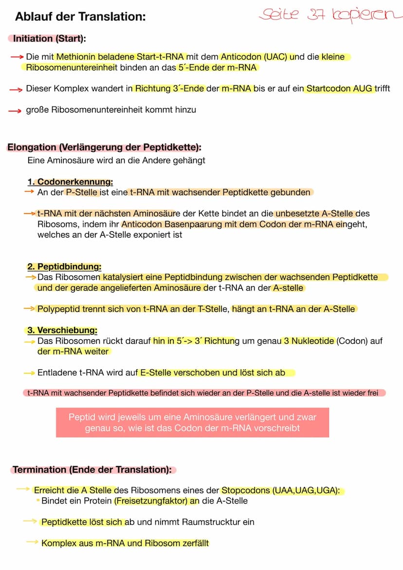 Translation der t-RNA :
Bei der Translation wird die in der mRNA erhaltene Information in die Aminosäuresequenz der
Proteine übersetzt.
Der 