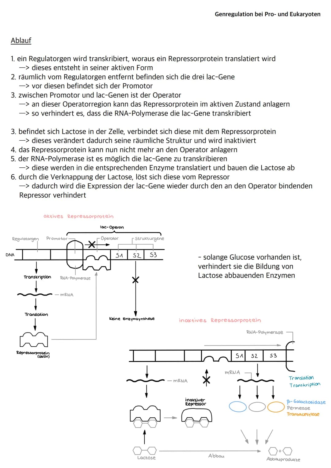 Was sind Bakterien?
- Bakterien wie z.B. E.Coli gehören zu den Prokaryoten
- ihr Bakterienchromosom (geschlossener DNA-Ring) liegt frei im C