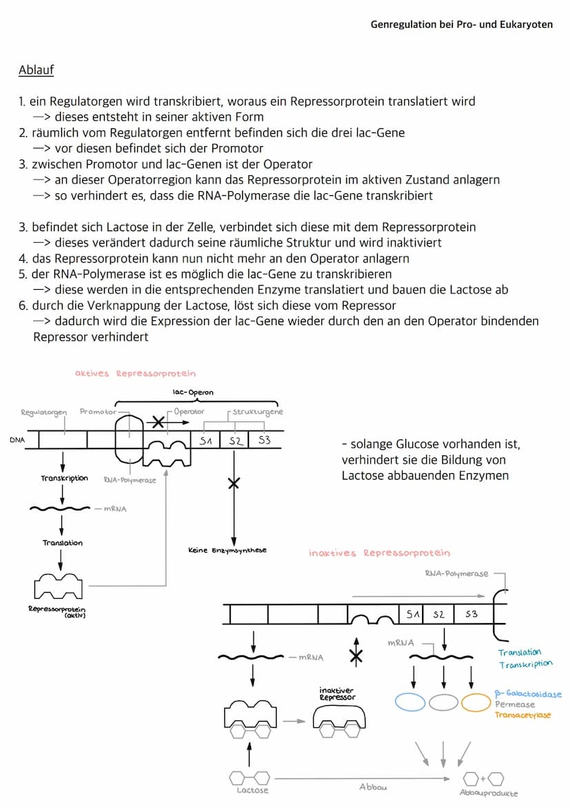 Was sind Bakterien?
- Bakterien wie z.B. E.Coli gehören zu den Prokaryoten
- ihr Bakterienchromosom (geschlossener DNA-Ring) liegt frei im C