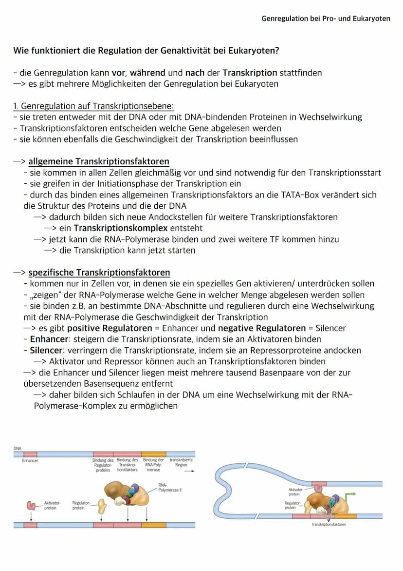 Was sind Bakterien?
- Bakterien wie z.B. E.Coli gehören zu den Prokaryoten
- ihr Bakterienchromosom (geschlossener DNA-Ring) liegt frei im C